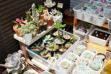 ユーザーインタビューvol.4 「多肉植物を好きになってから、心身ともに