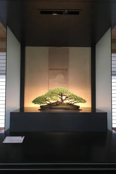 大宮盆栽美術館に展示されたゴヨウマツ（五葉松）