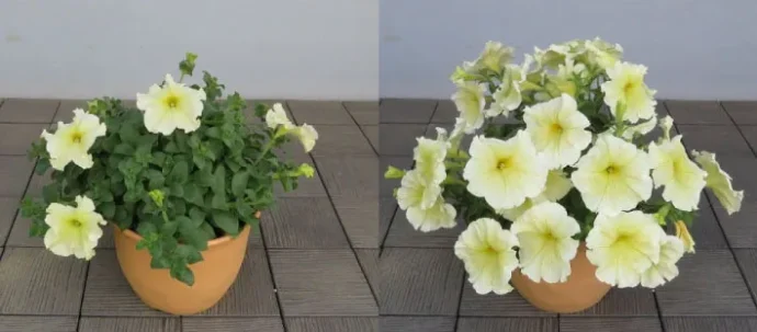 左はチッソが効きすぎて花数が少ない、右はバランス良く肥料が効き花数が多い