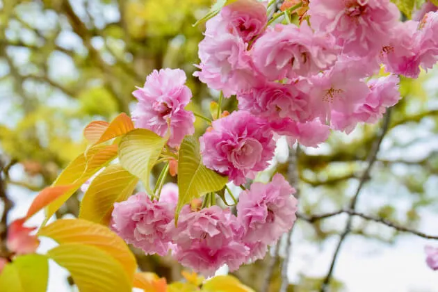 平野妹背（ヒラノイモセ）