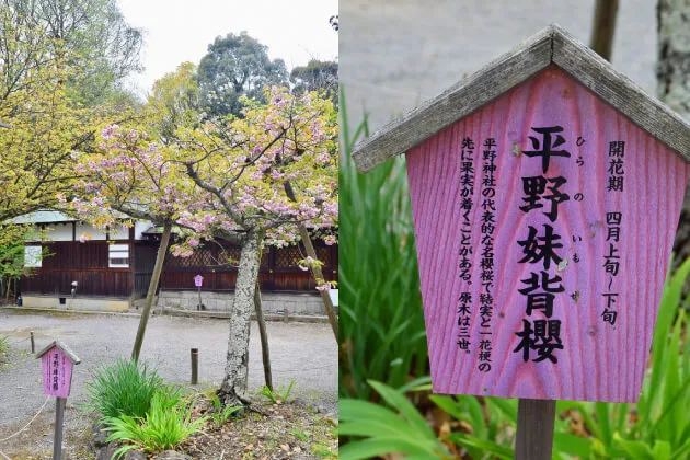 平野妹背（ヒラノイモセ）。名札も風情がある