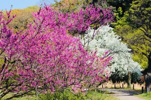 春は花木が華やか。ハナズオウとリキュウバイ