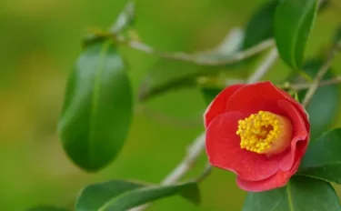 椿の苗を植えつけて長く花を咲かせたい！ 育て方のコツは？