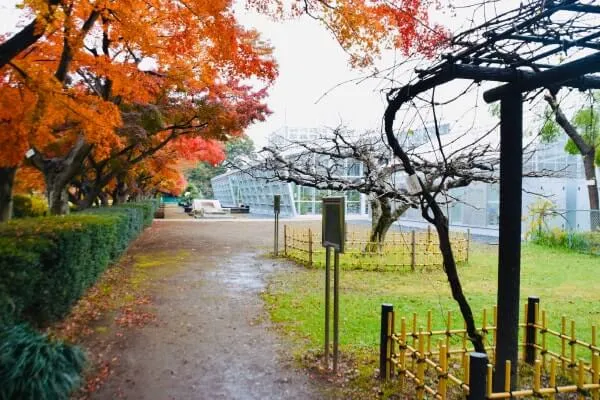 温室近くにあるニュートンのリンゴの木（右）