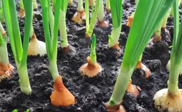 【家庭菜園】 食卓に欠かせない万能野菜 タマネギ（玉ねぎ）の育て方 栽培方法のコツを紹介します。