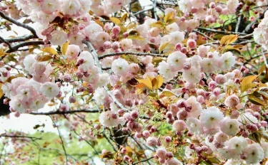 KEIKOさんの鎌倉・谷戸から花便り5 桜のあとの鎌倉の花、春から初夏へ