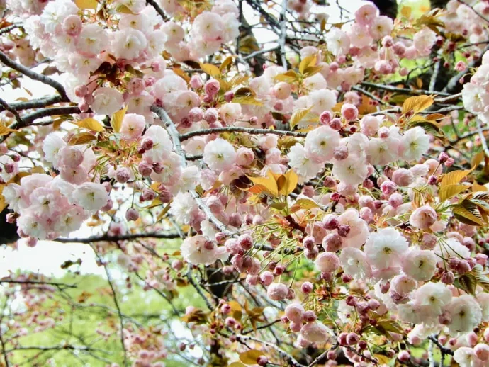 KEIKOさんの鎌倉・谷戸から花便り5 桜のあとの鎌倉の花、春から初夏へ