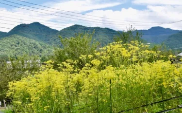 秋の七草を訪ねて 秩父長瀞・七草寺めぐり