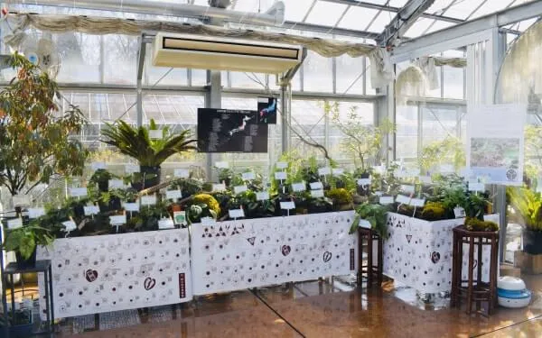 筑波実験植物園の温室内で行われたカンアオイの展示