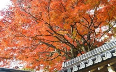 東京花散歩 身近なスポットで楽しむ今年最後の紅葉