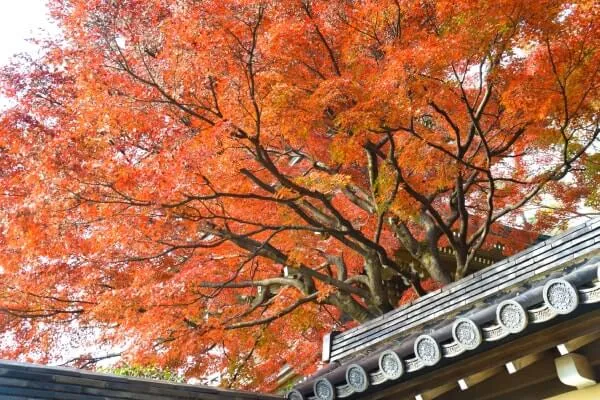 東京花散歩 身近なスポットで楽しむ今年最後の紅葉
