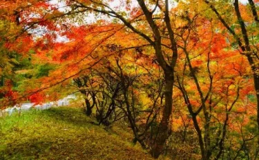 東京花散歩 奥多摩 山の紅葉をみる