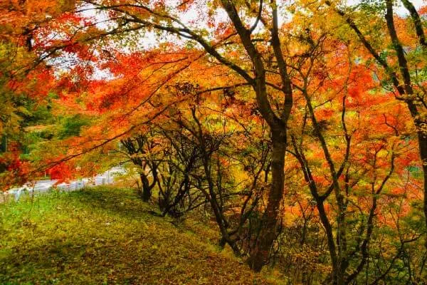 東京花散歩 奥多摩 山の紅葉をみる