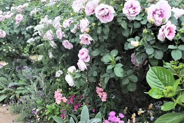 草花と混植してもよく合う（横浜イングリッシュガーデン）