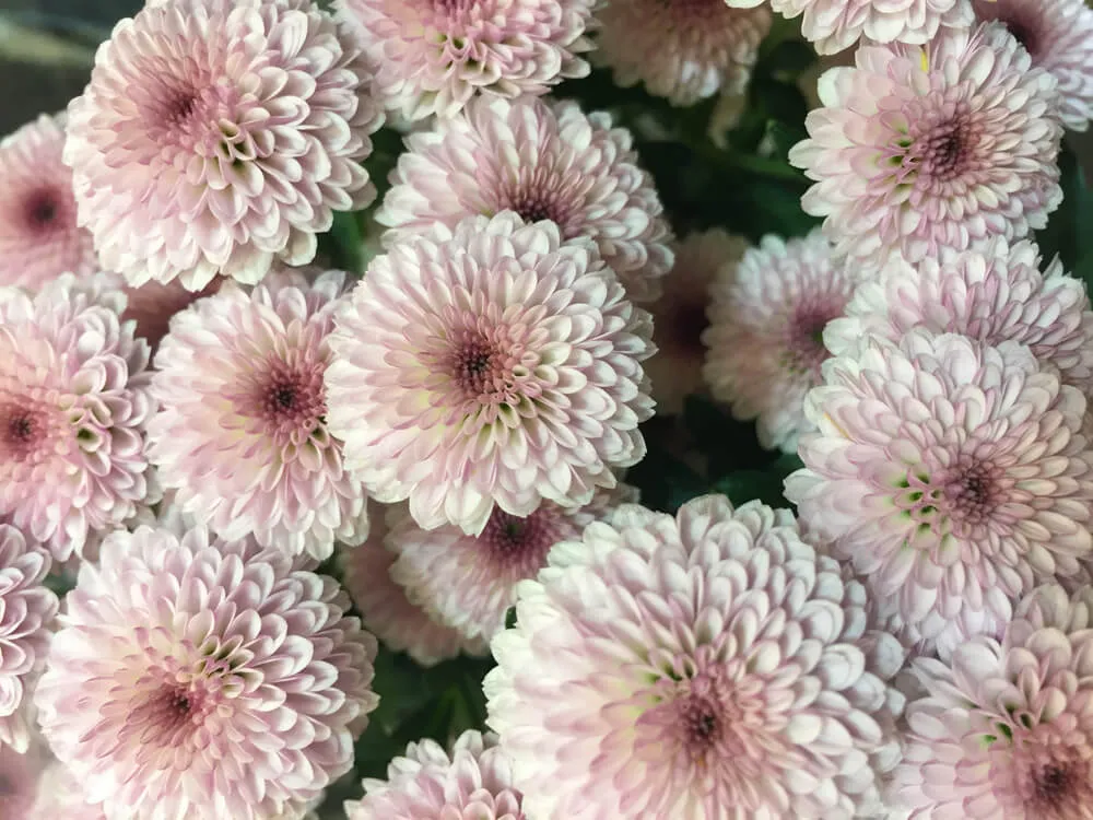 キクの育て方】日本の伝統花、菊。小菊なら家庭栽培も簡単