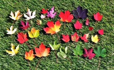 北海道帯広発！ 紅葉美術館 カエデの紅葉はまるでアート