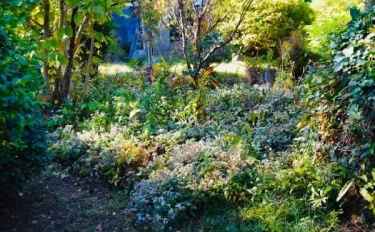 野菊に惹かれて 野菊咲く日本の家庭（いえにわ）の風景