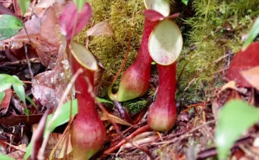 食虫植物愛好家 木谷美咲さんの ロストワールド 食虫植物ネペンテスの秘境に行ってきた