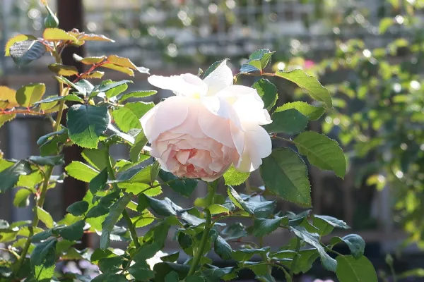 Labyrinth バラの迷宮 pickup170 『アンヌ』 | 植物とあなたをつなぐ 