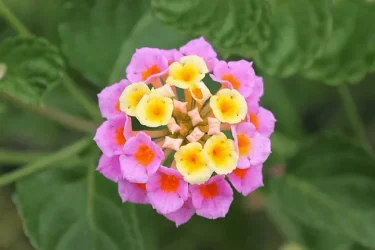 手鞠のような姿がかわいらしい！ ランタナを育てて花色の変化を楽し 