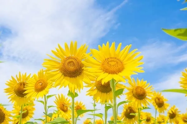 8月に咲く花10選｜真夏の暑さに負けずに開花するおすすめ植物の育て方