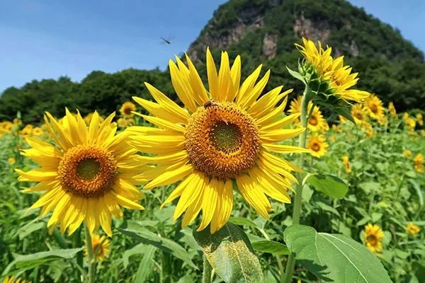 8月に咲く花10選｜真夏の暑さに負けずに開花するおすすめ植物の育て方