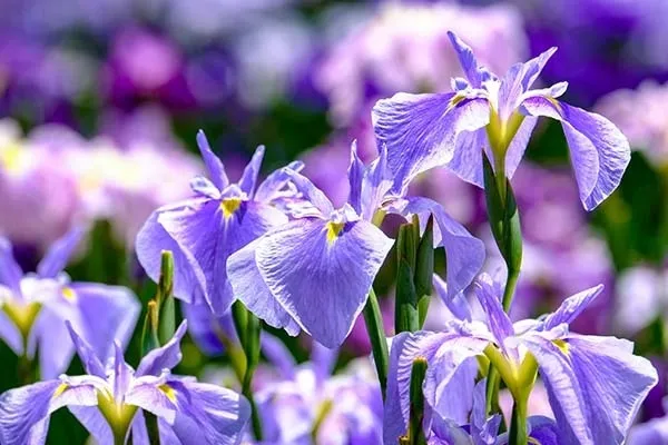 6月に咲く花5選｜ 梅雨を彩るおすすめ植物の育て方