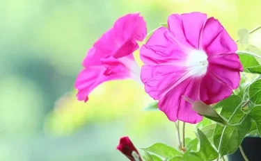 7月に咲く花12選｜夏の始まりに開花するおすすめ植物は？