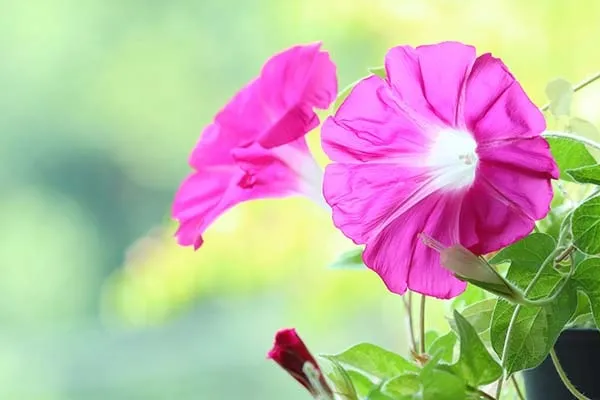 7月に咲く花12選｜夏の始まりに開花するおすすめ植物は？