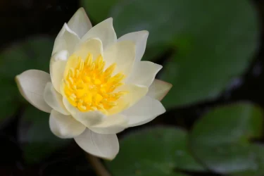 夏の準備！スイレンでウォーターガーデニングを彩ろう！ | 植物