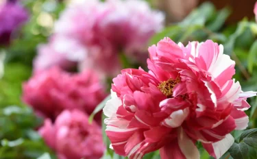 翌年もきれいな花を咲かせるために。鉢植えボタンを枯らさない方法