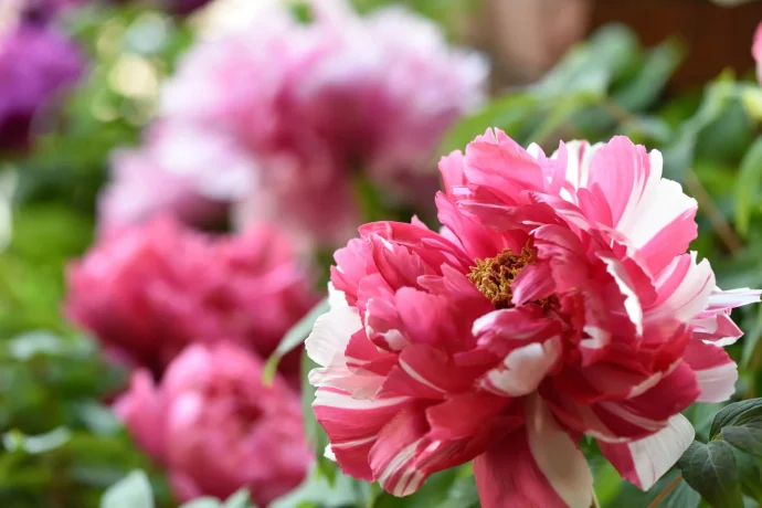 翌年もきれいな花を咲かせるために。鉢植えボタンを枯らさない方法