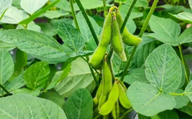 【家庭菜園】 枝豆（エダマメ）の育て方｜おすすめ品種や栽培のポイントは？