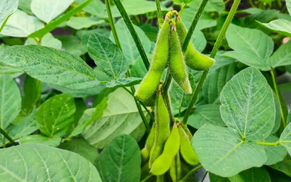 【家庭菜園】 エダマメを栽培して、ふっくらとした実を味わおう｜おすすめ品種や栽培のポイントは？