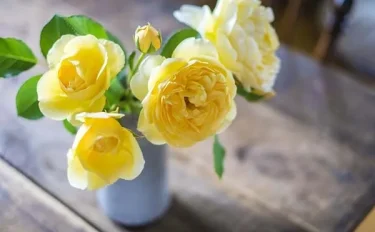 【バラ栽培】6月のバラ栽培を楽しむために｜必要なお手入れや管理のポイント