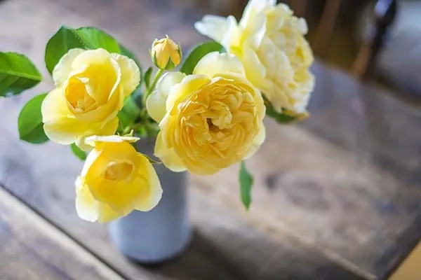 【バラ栽培】6月のバラ栽培を楽しむために｜必要なお手入れや管理のポイント