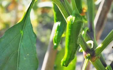 【家庭菜園】【シシトウの育て方】種まきや料、水やり、収穫のポイントは？