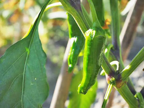 【家庭菜園】【シシトウの育て方】種まきや料、水やり、収穫のポイントは？