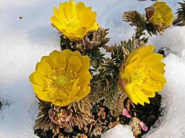 【福寿草（フクジュソウ）の育て方】寒い冬を乗り越えて咲くフクジュソウ 自宅で育てて春を感じよう