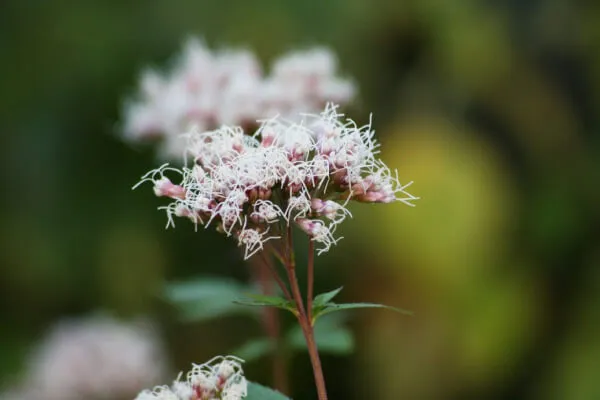 次の年にも花を咲かせてみよう