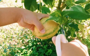 【果樹栽培】 レモンを家庭で育てよう！　栽培の基本やお手入れ方法、収穫のコツは？