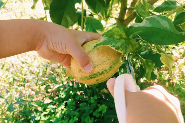 レモンの収穫方法