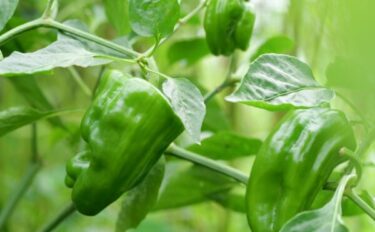 ピーマンの育て方｜初心者向け栽培のコツと失敗しないポイント