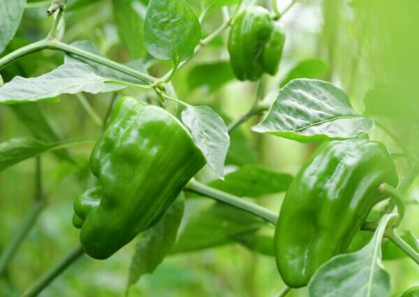 ピーマンの育て方｜初心者向け栽培のコツと失敗しないポイント