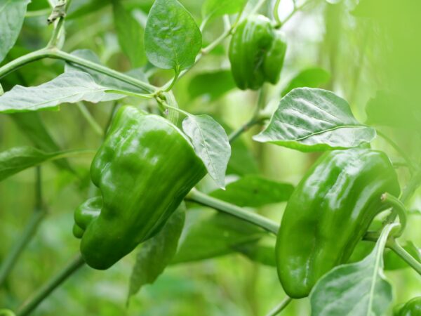 ピーマンの育て方｜初心者向け栽培のコツと失敗しないポイント