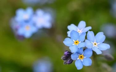 【ワスレナグサの育て方】 ワスレナグサを栽培して、野趣のあふれる涼やかな花を堪能しよう