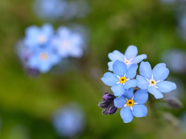 【ワスレナグサの育て方】 ワスレナグサを栽培して、野趣のあふれる涼やかな花を堪能しよう