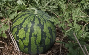 【家庭菜園】 スイカの育て方｜夏にぴったりのスイカを育てて収穫しよう