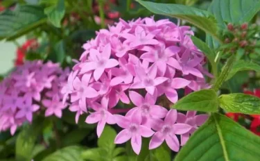 【ペンタスの育て方】 暑さに強く花期が長い！ペンタスの育て方や管理方法は？