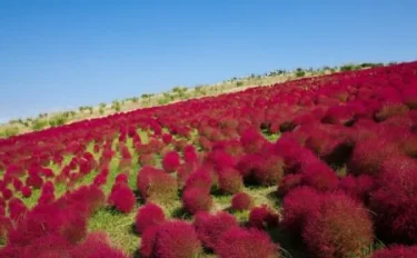 紅葉する植物を育ててみよう！おすすめの庭木や多肉植物は？